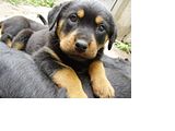 th_Rottweiler_Puppy_2739011.jpg
